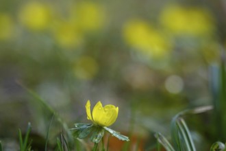 Winter aconites (Eranthis hyemalis), Germany, Europe