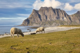 Sheep on Uttakleiv beach, Leknes, Nordland, Lofoten, Norway, Europe