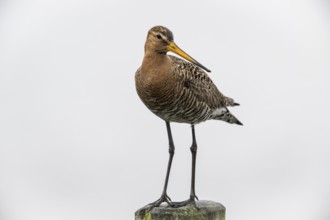 Black-tailed Godwit (Limosa limosa), Lower Saxony, Germany, Europe