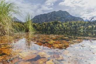 Freibergsee lake in autumn, behind it the Heni-Klopfer ski jump, Allgäu Alps, Allgäu, Bavaria,
