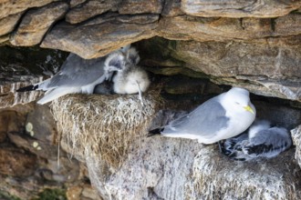 Black-legged kittiwake (Rissa tridactyla), adult birds and chicks defecating on nest, Varanger,