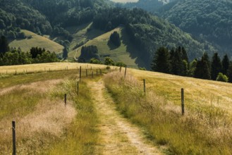 Hiking trail, Schauinsland, Black Forest, Baden-Württemberg, Germany, Europe