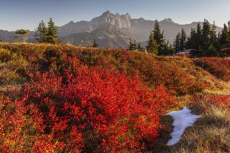 Autumn colouring of blueberry (Vaccinium) in front of mountains, evening light, Dachstein