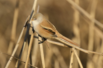 Bearded Tit (Panurus biarmicus), female on reeds, Klingnauer Stausee, Canton Aargau, Switzerland,
