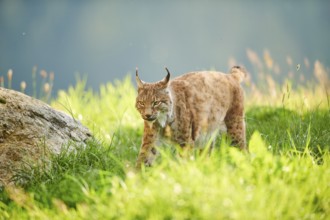 Eurasian lynx (Lynx lynx) walking through the grass, Wildpark Aurach, Kitzbühl, Tirol, Austria,