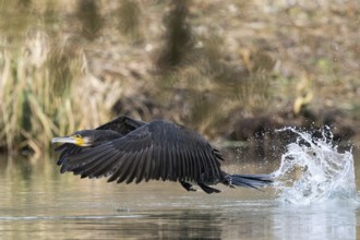 Great cormorant (Phalacrocorax carbo), resting on the water surface, Hesse, Germany, Europe