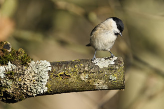 Willow Tit (Parus montanus), sitting on a branch, Canton Zug, Switzerland, Europe