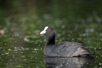 Eurasian Coot rail, coot (Fulica atra), adult bird, Krickenbecker Seen, North Rhine-Westphalia,