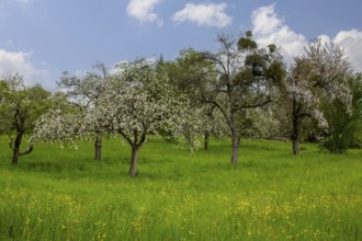 Neckartal-Odenwald nature park Park: Orchard meadow near Neckargemünd