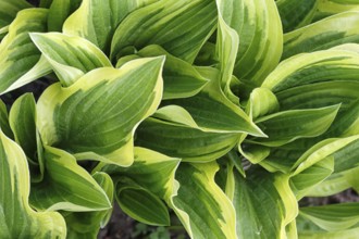 Yellow and green variegated hosta in spring shady garden
