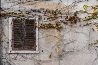 Overgrown house wall with leaves and branches, window, closed, unkempt, property, facade, crisis,