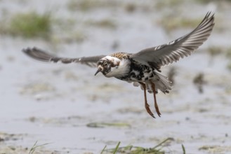 Ruff (Calidris pugnax), Lower Saxony, Germany, Europe