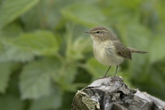 A small bird rests on a tree stump, surrounded by leaves
