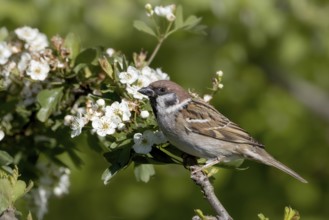A sparrow rests on a branch surrounded by white flowers