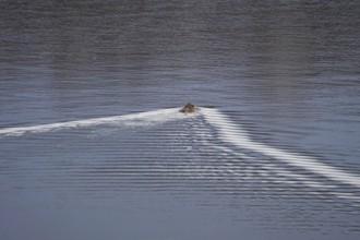 Nutria in a lake, March, Saxony, Germany, Europe