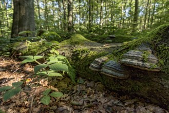 Dead common beeches (Fagus sylvatica), dead wood, moss, Tinder Fungus (Fomes fomentarius), beech