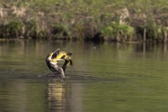 Cormorant in the water devouring a tench (Tinca tinca), Hesse, Germany, Europe