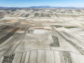 Farmland and cultivated olive trees (Olea europaea) . Aerial view. Drone shot. Granada province,