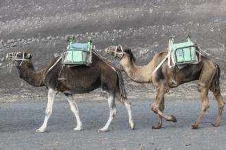 Dromedaries (Camelus dromedarius), Lanzarote, Canary Islands, Spain, Europe