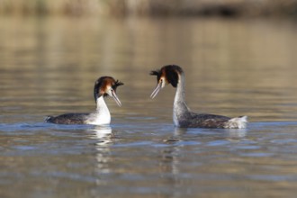 Great crested grebe (Podiceps cristatus) two adult birds performing their courtship display on a
