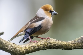 Hawfinch (Coccothraustes coccothraustes), Emsland, Lower Saxony, Germany, Europe