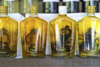 Choum, rice liquor, rice wine with pickled scorpions and Snakes for sale, Laos, Asia