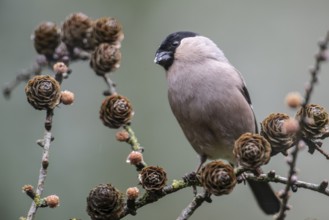 Eurasian bullfinch (Pyrrhula pyrrhula), Emsland, Lower Saxony, Germany, Europe