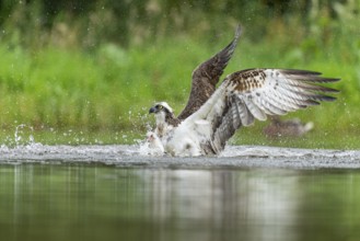 Western osprey (Pandion haliaetus) hunting, Aviemore, Scotland, Great Britain