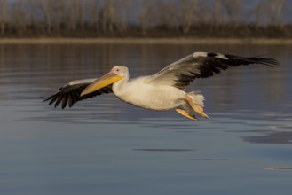 Great white pelican (Pelecanus onocrotalus), flying, Lake Kerkini, Greece, Europe