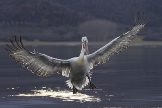 Dalmatian Pelican (Pelecanus crispus), flying against the light, on landing, magnificent plumage,