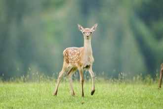 Red deer (Cervus elaphus) fawn walking on a meadow in the mountains in tirol, Kitzbühel, Wildpark