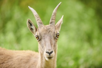 Alpine ibex (Capra ibex) female, portrait, wildlife Park Aurach near Kitzbuehl, Austria, Europe
