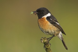 Stonechat, (Saxicola torquata), foraging, male, Bad Dürkheim district, Eich, Rhineland-Palatinate,