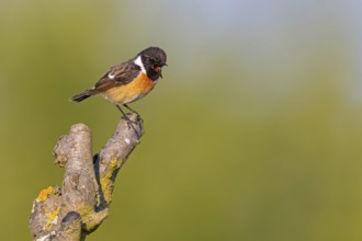 Stonechat, (Saxicola torquata), foraging, male, Bad D¸rkheim district, Eich, Rhineland-Palatinate,