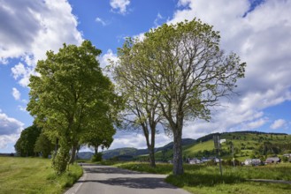 Avenue of sycamore maple (Acer pseudoplatanus) under a blue sky with cumulus clouds in Bernau im