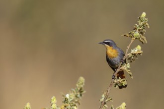 Cossypha caffra, family of flycatchers, Underberg surroundings, Underberg, KwaZulu-Natal, South