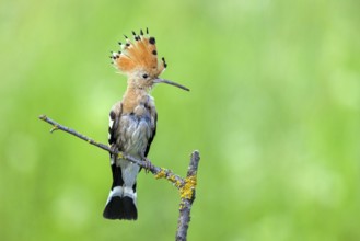 Hoopoe, (Upupa epops), on perch, hoopoe family, formerly raptors, Hides de El Taray / Lesser Kestr,