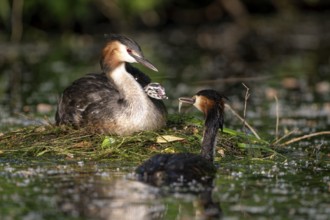 Great Crested Grebe (Podiceps cristatus), pair and young birds at the nest, one adult bird feeding