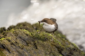 White-throated Dipper (Cinclus cinclus), at a torrent with prey in its beak, Rhineland-Palatinate,