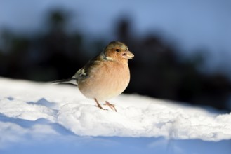 Chaffinch (Fringilla coelebs), male, in the snow, with sunflower seed in beak, winter feeding,