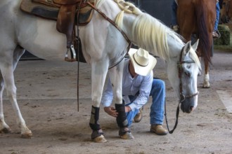 Oklahoma City, Oklahoma, A rodeo participant tends to his horse at the Great Plains Rodeo, an