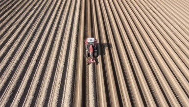 An aerial photo shows a tractor in a large asparagus field. Preparations for the asparagus season.