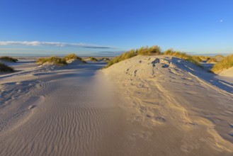 Amrum Island, landscape Germany, dune, dunes, grass, structure, form, vegetation, Amrum, Amrum