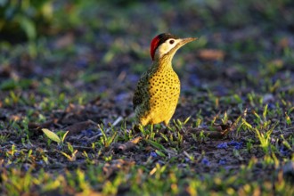 Green-banded Woodpecker (Colaptes melanochlorus) Pantanal Brazil