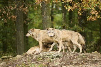 Eastern wolves (Canis lupus lycaon) walking on a little hill, Bavaria, Germany, Europe