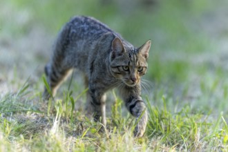A wildcat creeps focussed through a green meadow, Wildcat (Felis silvestris), Germany, Europe