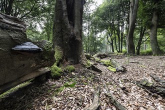 Deadwood with tinder fungus (Fomes fomentarius) in beech forest (Fagus sylvatica), Emsland, Lower