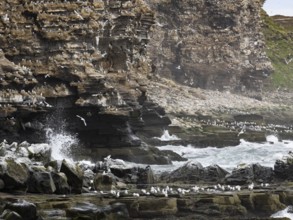 Black-legged kittiwake (Rissa tridactyla), breeding colony, on coastal cliffs of Arctic Ocean, May,