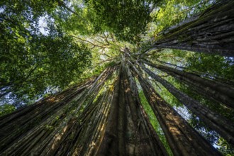 Hanging roots of a giant strangler fig (Ficus americana), looking upwards, in the rainforest,
