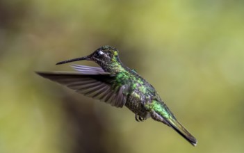 Violet-crowned Brilliant Hummingbird (Eugenes fulgens syn. Eugenes spectabilis) in flight, Los